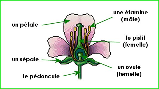 Resultado de imagen de LES PARTIES D´UNE FLEURE