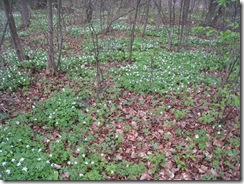 IMG_7272 IMG_7272