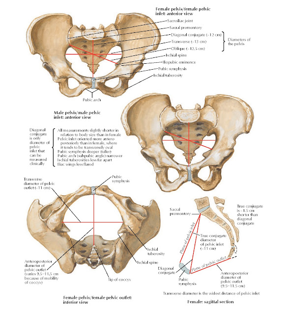 Sex Differences of Pelvis: Measurements Anatomy