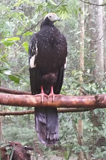 Parque das Aves - Foz do Iguaçu - PR