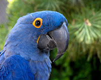 The Blue Macaw Bird