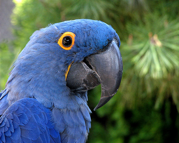 The Blue Macaw Bird
