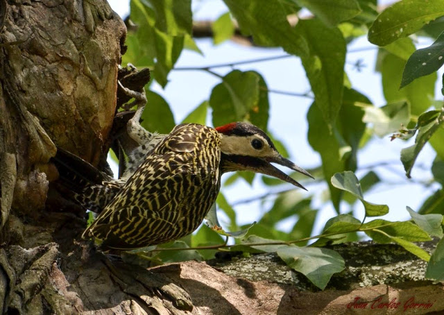 Avistaje de aves en Argentina, Salta. Birdwatching y fotografía de Juan Carlos Gorrini.