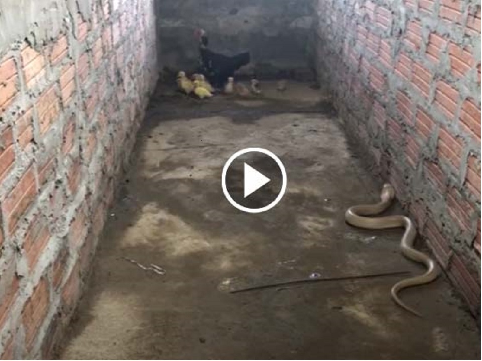Viral Video of a Mother Hen saves its chicks from a snake