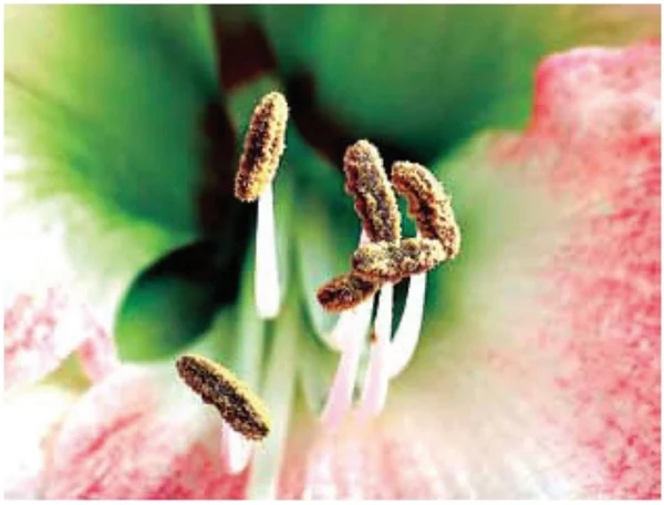 A imagem mostra as anteras da flor de uma angiosperma.