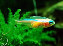 Freshwater Fish Gold Neon Tetra