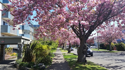 Cherry Blossoms