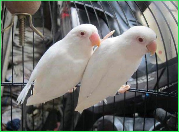 Jenis Burung Lovebird Albino