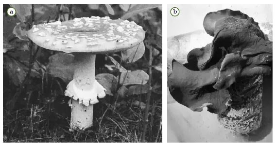 Klasifikasi Jamur  Biologi Indonesia