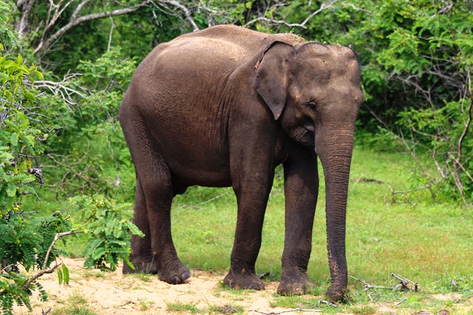 http://www.dreamroundtour.com/sri-lanka-round-tours/