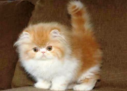 Daftar Harga Kucing Persia untuk Semua Jenis dan Usia - Yoadit.com