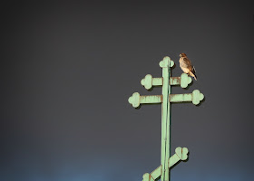 East Village resident red-tailed hawk, Amelia.