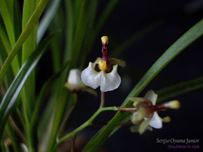 Orquídea Ornithophora radicans