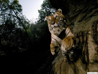 wallpapers tiger. Tiger wallpaper