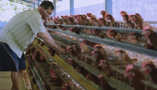 Peternak Ayam Petelur Mengumpulkan Telur Ayam Berkualitas Tinggi