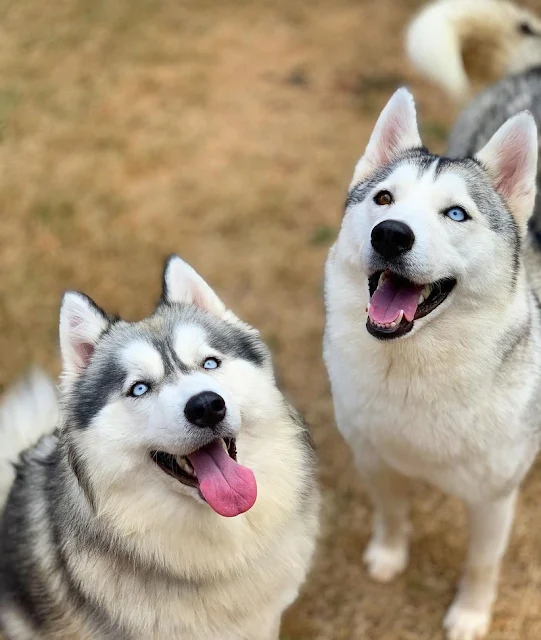 What's The Difference Between a Malamute and a Husky