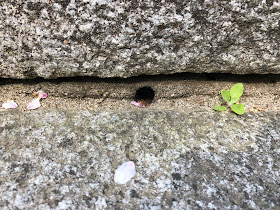 春の山・神社の石段にある穴（アリの巣）