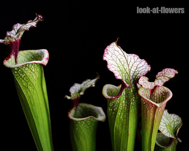 Sarracenia 'Victoria Morley'