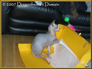 Dragonheart playing in his yellow box