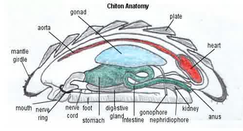 struktur tubuh Chiton sp