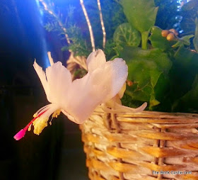 Bunches plants reviewed White Christmas Cactus in bloom