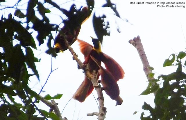 red bird of paradise