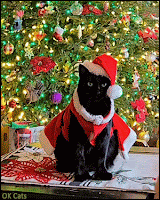 Santa cat GIF • Cool black cat dressed up as elegant Santa cat [ok-cats.com]