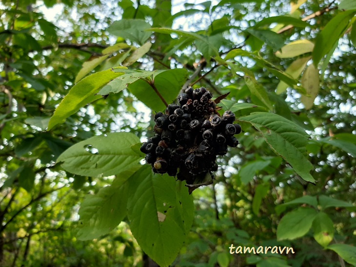 Свободноягодник сидячецветковый (Acanthopanax sessiliflorus, =Eleutherococcus sessiliflorus)