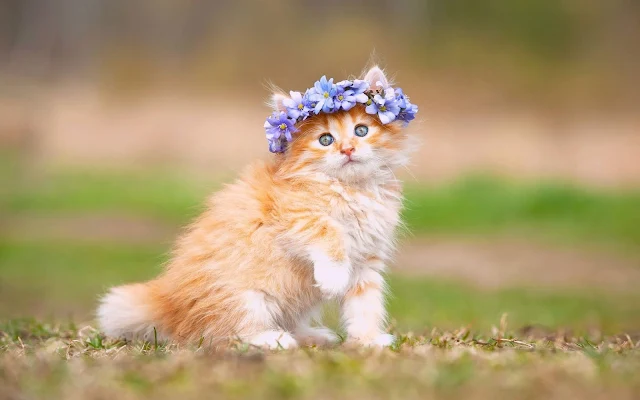 Gatinho Laranja com Flores