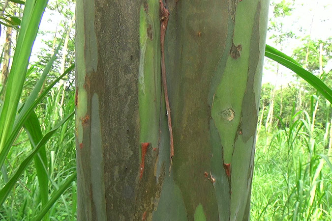 Dlium Rainbow eucalyptus (Eucalyptus deglupta)