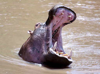 hippopotamus