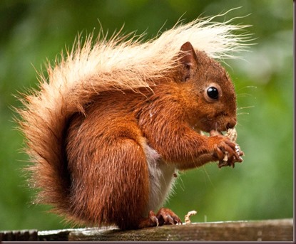 Amazing Animals Pictures Squirell (11)