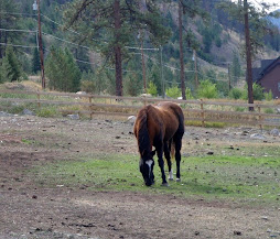 Peter's former horse Joe