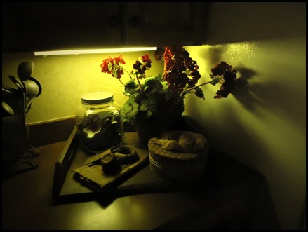Geraniums 1