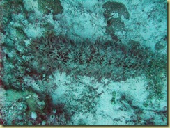 Sea Cucumber