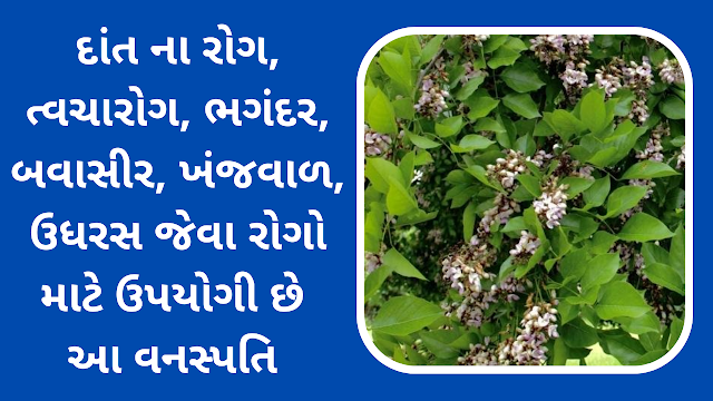 કરંજ (કણજી) ના ઉપયોગી ફાયદા | કરંજ તેલ ઉપયોગ અને ફાયદા