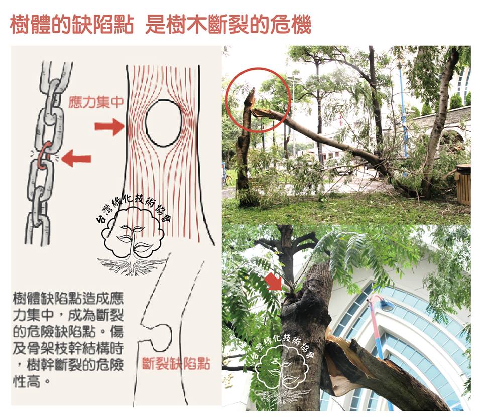 台灣綠化技術協會 樹木攔腰折斷 是因為樹體過大