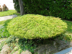 Bad pruning of Waterfall Japanese maple by garden muses-not another Toronto gardening blog