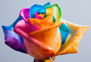 Rainbow roses (happy roses rainbow rose ii by happyroses)