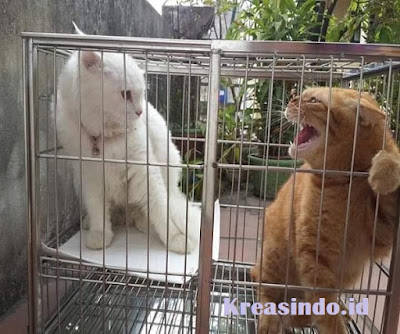 Jasa Kandang Kucing Stainless Jakarta dan sekitarnya Harga Murah