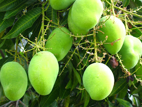 Health benefits of mango for women pregnant, during pregnancy and lose weight (Diet)