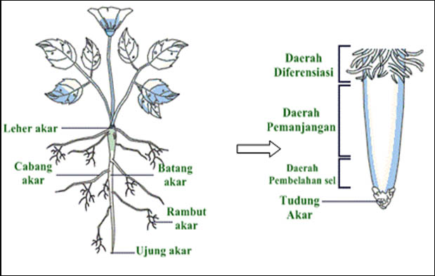 Morfologi Akar Tumbuhan