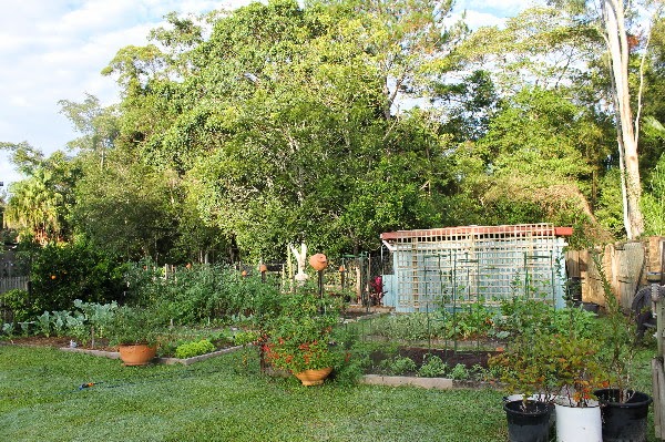 In the vegetable patch