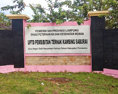 UPTD Pembibitan Ternak Kambing Saburai Lampung