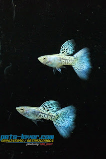 jual guppy import, jual guppy kaskus, jual guppy murah, jual guppy full red, jual guppy big ear, jual guppy jakarta, jual guppy betina, jual guppy jogja, jual guppy surabaya, jual guppy black moscow, jual guppy albino, jual guppy albino murah, jual aneka guppy, jual ikan guppy albino, jual guppy red albino, jual ikan guppy aneka, jual ikan guppy red albino, harga guppy albino, jual guppy blue grass, jual guppy blue sky, jual guppy berkualitas, jual guppy blue moscow, jual guppy bandung, jual guppy bekasi, jual guppy blue lace, jual guppy cobra, harga guppy cobra, jual ikan guppy cobra, jual ikan guppy cirebon, jual guppy di medan, jual guppy di jakarta, jual guppy dan ikan lainnya, jual guppy depok, jual guppy di jogja, harga guppy dragon, jual ikan guppy di jakarta, jual ikan guppy di bandung, jual ikan guppy depok, jual ikan guppy di batam, jual guppy endler, jual guppy full platinum, jual guppy fish, jual guppy full black, jual fancy guppy, harga guppy full red, harga guppy full black, jual ikan guppy full platinum, jual hikari fancy guppy, harga guppy fish, jual guppy grosir, jual ikan guppy blue grass, jual ikan guppy grosir, jual guppy hias, jual guppy hb pastel, jual guppy halfmoon, harga guppy hias, jual ikan guppy hias, harga jual guppy, harga hikari guppy, harga jual ikan guppy hias, harga jual guppy full red, jual guppy import 2015, jual guppy indukan, jual ikan guppy, jual ikan guppy jakarta, jual ikan guppy betina, jual ikan guppy murah, jual ikan guppy bandung, jual ikan guppy surabaya, jual guppy jambi, jual guppy jakarta timur, jual ikan guppy jawa timur, jual ikan guppy jember, jual ikan guppy di jambi, jual guppy, jual guppy kontes, jual ikan guppy kontes, jual ikan guppy kaskus, jual guppy lokal, jual guppy red lace, jual ikan guppy lampung, jual guppy medan, jual guppy mata merah, jual guppy micariff, jual guppy malang, jual ikan guppy medan, jual ikan guppy makassar, jual guppy neon, harga guppy neon, jual guppy online, jual ikan guppy online, jual guppy partai, jual guppy palembang, jual guppy platinum, jual guppy panda, jual guppy pekanbaru, jual guppy pontianak, jual pakan guppy, harga guppy platinum, jual ikan guppy pontianak, jual guppy red, jual guppy ribbon, harga guppy ribbon, harga guppy red, jual ikan guppy ribbon, jual ikan guppy super red, jual guppy super red, jual guppy swallow, jual guppy sky blue, jual ikan guppy solo, jual ikan guppy sidoarjo, jual ikan guppy strain murni, jual guppy strain, jual guppy tangerang, jual guppy tuxedo, jual tetra guppy, harga guppy tuxedo, jual ikan guppy tangerang, jual ikan guppy termahal, harga tetra guppy, jual pakan tetra guppy, harga guppy termahal, jual guppy yogyakarta, jual ikan guppy yogyakarta, jual guppy 2013, jual guppy 2012, jual ikan guppy 2013, jual ikan guppy 2014, harga guppy 2013, jual ikan guppy 2012, jual guppy import 2013, harga guppy 2010,