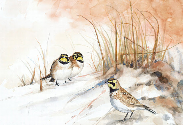 birds watercolor paintings