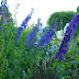 Stately Delphiniums