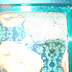 Bubble Nest - Betta Fish Making Bubbles