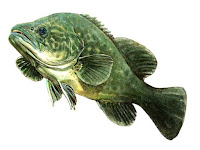 Cod Fish Animal Pictures