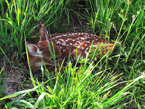 Baby Fawn